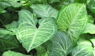 合果芋的养殖方法(合果芋的养殖方法彩虹)