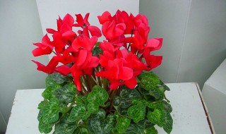 仙客来开花期怎么养（仙客来花期过了怎么养）