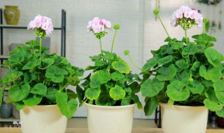 天竺葵的养殖方法及注意事项（天竺葵的养殖方法及注意事项图片）