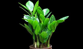 金钱树能用尿素吗 金钱树能用尿素吗怎么施肥