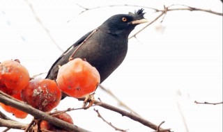 养八哥最大的忌讳（养八哥最大的忌讳是什么）