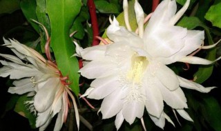 昙花可以嫁接在仙人掌上吗 昙花可以嫁接在仙人掌上吗图片