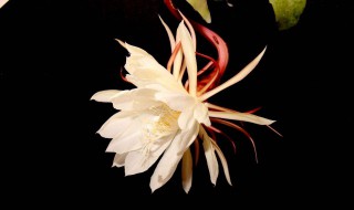 昙花换盆最佳时期（盆栽昙花换盆方法）