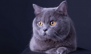 英短能活多长时间（英短一般能活多少年）