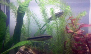 黑线飞狐该怎么养(黑线飞狐混养)