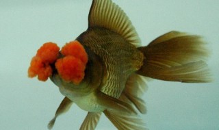 朱顶紫罗袍该怎么饲养（朱顶紫罗袍该怎么饲养呢）