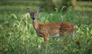 小鹿一般吃什么食物 小鹿一般吃什么食物为主