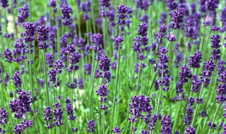 薰衣草功效与作用禁忌有哪些（薰衣草功效与作用禁忌有哪些呢）