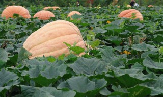 大南瓜的养殖方法和注意事项 大南瓜的养殖方法和注意事项视频