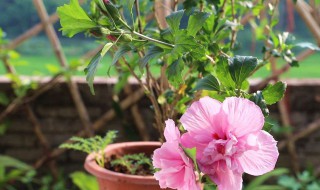 小木槿的养殖方法和注意事项（棒棒糖小木槿的养殖方法和注意事项）