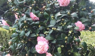 茶花施肥过多怎么办（茶花施肥过量怎么解决）