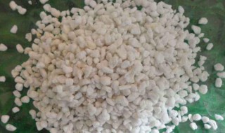 珍珠岩适合养什么花 珍珠岩适合养哪些花