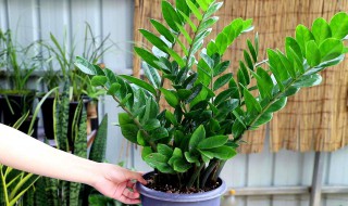 金钱树浇水的正确方法 金钱树浇水的正确方法杜鹃开完花后应怎样处理