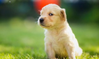 新手适合养什么狗(新手适合养什么狗大型犬)