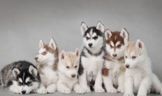 哈士奇换牙期的护理应该注意什么呢 哈士奇换牙期怎么喂