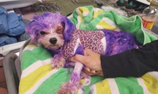 宠物狗染发的注意事项（宠物狗染发的注意事项和禁忌）