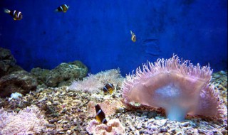 珊瑚焦丰富的原因