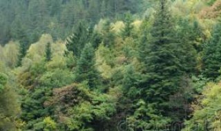 本绿和本段的区别(绿本什么意思)