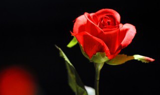 什么叫b基因会使花粉不育 含有基因的花粉不育怎么理解