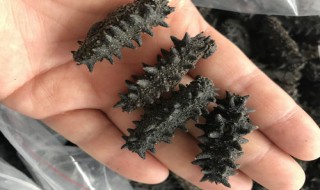 海参十个头是什么意思（海参几个头是什么意思是什么）