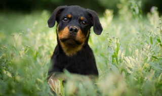 梦见狗对着我叫是什么意思 梦见狗对着狗叫