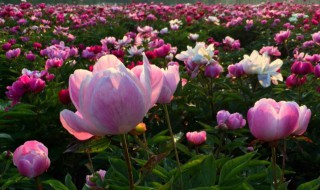 赤芍的养殖方法和注意事项（赤芍的养殖方法和注意事项图片）