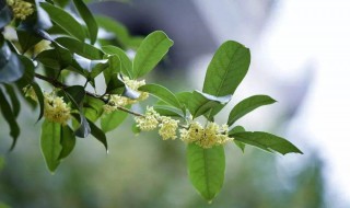 桂花干掉叶了怎么办 桂花叶子发干掉怎么回事