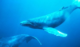世界上最重的海洋动物是什么(世界上最大的海洋动物是什么呢)