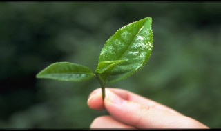 孕中期梦见采茶叶是什么预兆 孕妇梦见采茶叶是什么意思