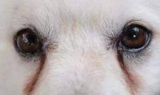 狗狗有泪痕怎么去掉（狗狗泪痕怎么去掉?）