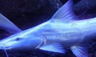 虎鲶该怎么养（虎鲶该怎么养活）