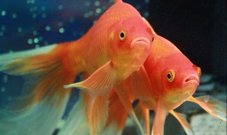 给草金鱼喂食要注意些什么 草金鱼怎么喂食才合理