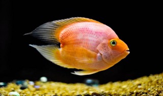 鹦鹉鱼吃什么食物最好（迷你鹦鹉鱼吃什么食物最好）