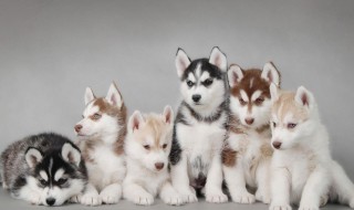 宠物狗哈士奇的饲养方法（怎样喂养哈士奇狗）