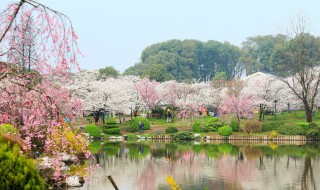 湖北武汉东湖樱园是园林吗 湖北武汉东湖樱花园