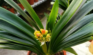 君子兰多久施一次肥最好（君子兰什么时间追肥最好）