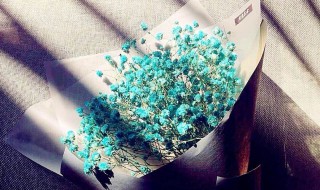 蓝色满天星的花语是什么(蓝色满天星的花语是什么意思看了你就输了)