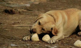 梦见别人叫我买狗是什么意思 梦见别人给我买狗是什么意思