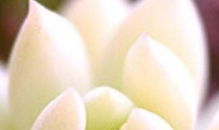 多肉怎么才能长高 多肉怎么才能长高大