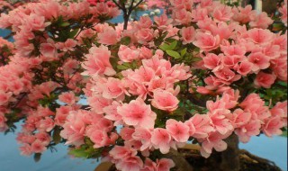 杜鹃是什么种类（簕杜鹃的种类）