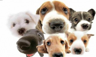 做梦梦到狗追狗是什么意思 做梦梦到狗追狗是什么意思呀