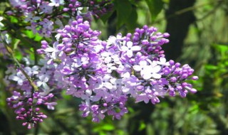 丁香花本义和象征分别是什么 丁香花本义和象征分别是什么
