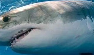 大白鲨的是什么颜色（大白鲨是什么颜色的）