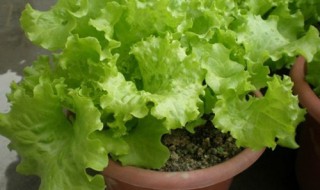 盆栽生菜多久可以采摘（生菜长到什么时候可以采摘）