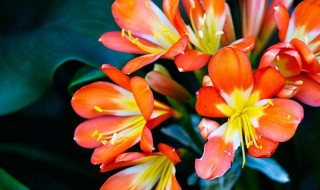 君子兰用什么肥料（君子兰肥料）