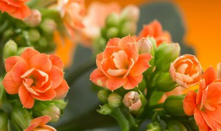 长寿花施肥时间(长寿花施肥时间表)