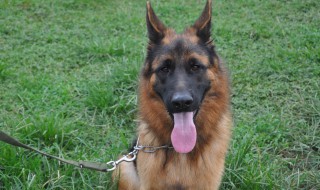 狼可以训化成狗吗? 狼可以训化成狗吗图片