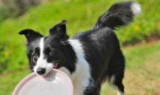 狗丢很远自己回家原理（狗狗自己走回家）