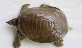 甲鱼有公母吗（甲鱼公的母的）