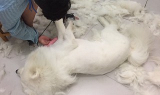 如何剃狗毛 如何给狗剃毛毛